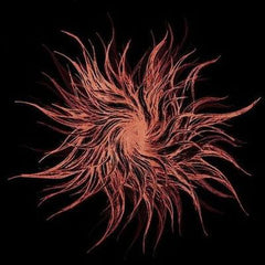 Galaktik Cancer Squad - Ghost Light CD